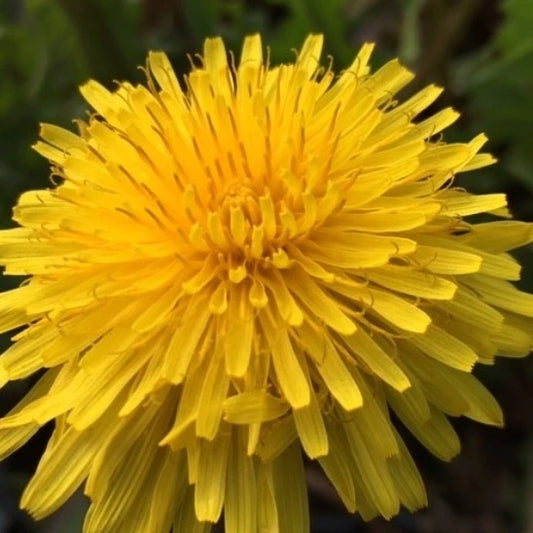 Dandelion Balm