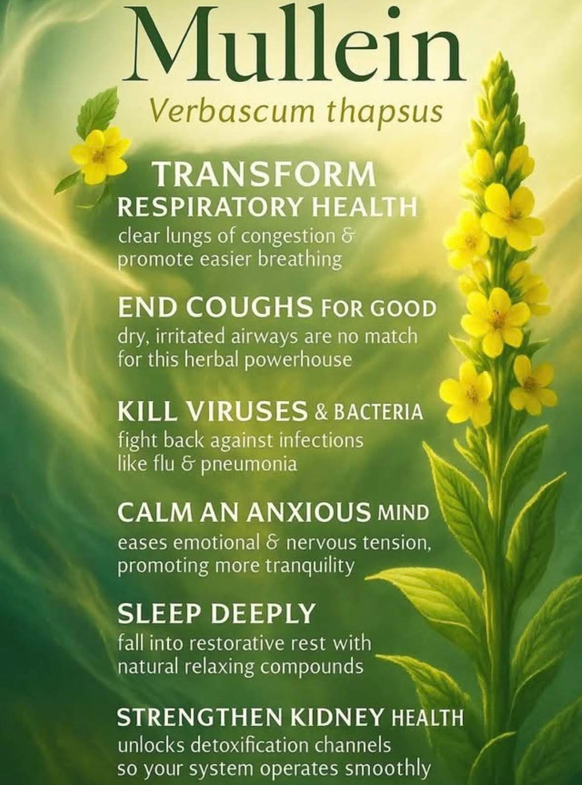 Mullein Tincture